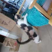 猫抓板和猫抓板设备