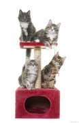 猫抓板切割加工神器！