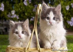 猫抓板设备之数控线丝锯